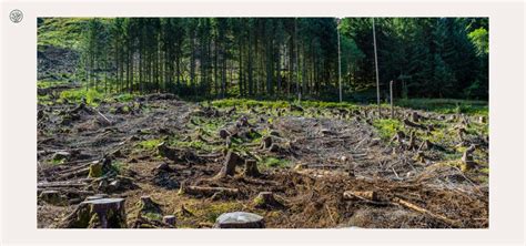 How Many Trees Are Cut Down Each Year
