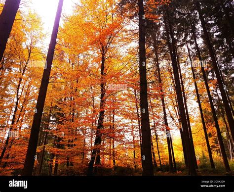 How Many Trees Are In The World