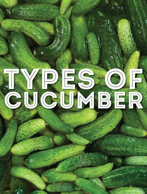 how many types of cucumbers are there