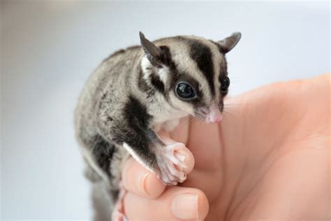 how much do sugar gliders sleep