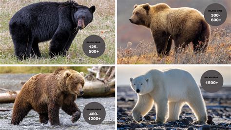 how much does a bear cub cost