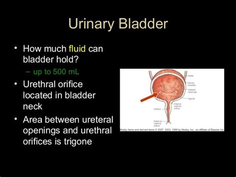 how much fluid does the bladder hold