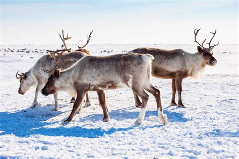 How Much Reindeer