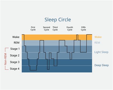 how much sleep cycle is needed