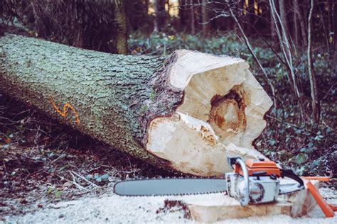how much to cut down large tree