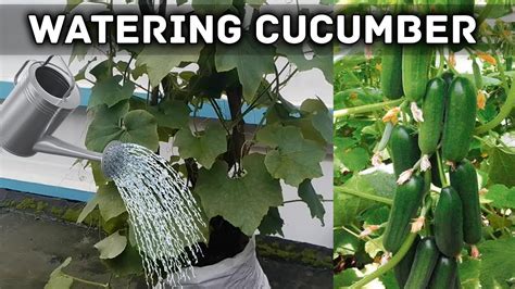 how much water is in a cucumber