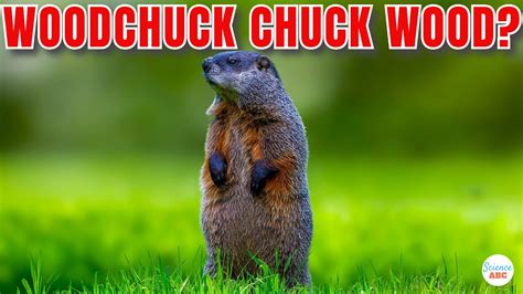 How Much Woodchuck