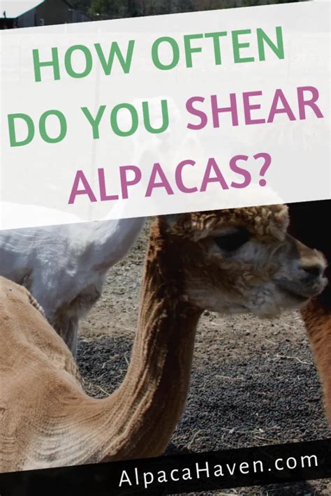 how often do you shear alpacas