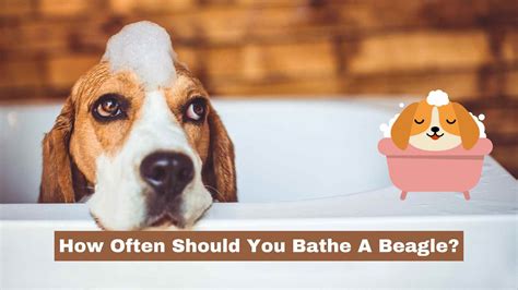 how often should a beagle be bathed