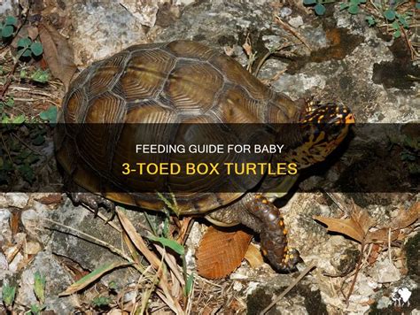 how often should a box turtle eat