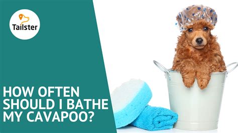 how often should you bathe a cavapoo