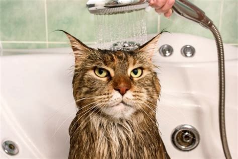 how often to bath a cat