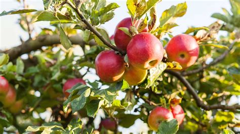 how old is my apple tree