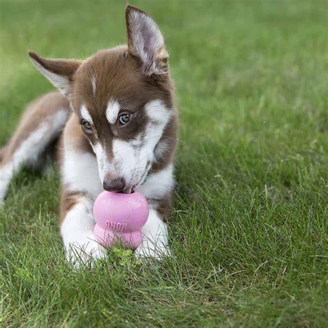 how early can ready to react fix a puppy