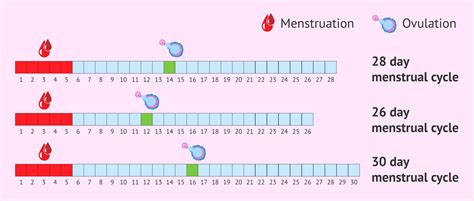 how ovulation is calculated
