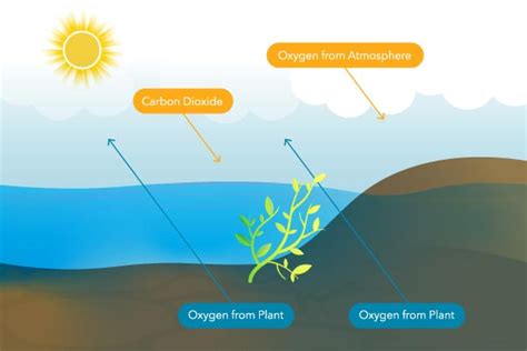 how oxygen is dissolved in water