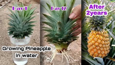 how pineapple is grown
