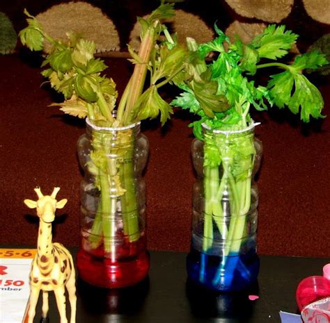 How Plants Absorb Water Celery Science Experiment Craft Celery Science Experiment - Celery Science Experiment