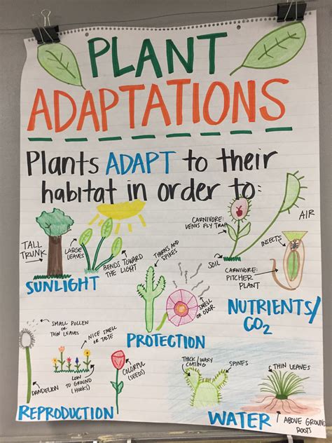How Plants Adapt To Habitat 5th Grade Science Worksheet On Plant 5th Grade - Worksheet On Plant 5th Grade
