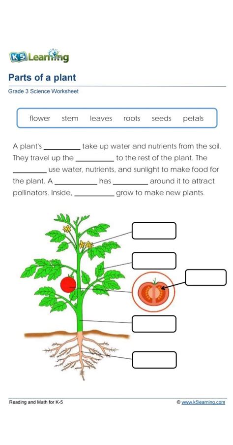 How Plants Work The Science Behind The Amazing Th