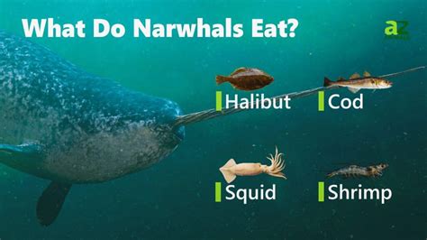 how much dance narwhals eat