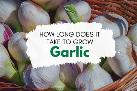 how much flavourer to take