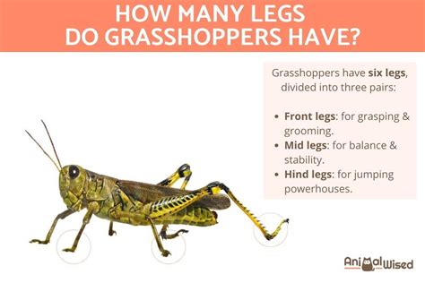 how many limit grasshopper have