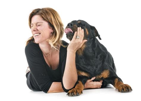 how rottweilers show affection