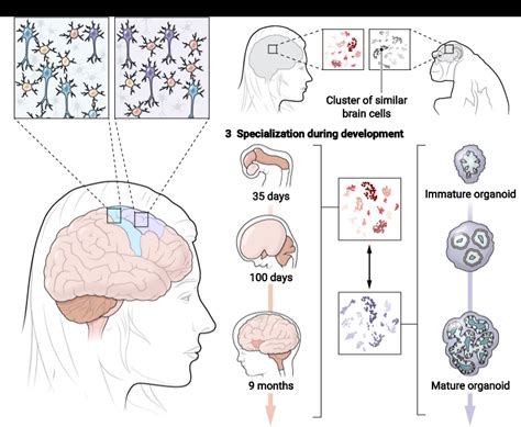 how many brain cells in human body