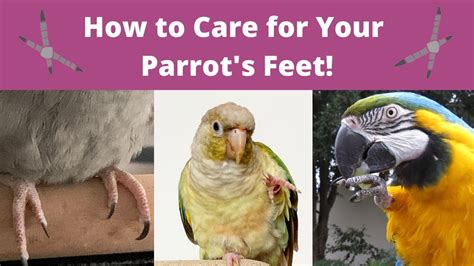 how many toes does a parrot have