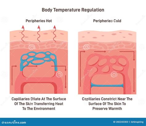 how skin regulate body temperature