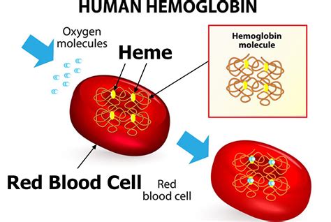 how much haemoprotein in blood