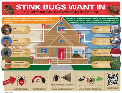how stink bugs get in