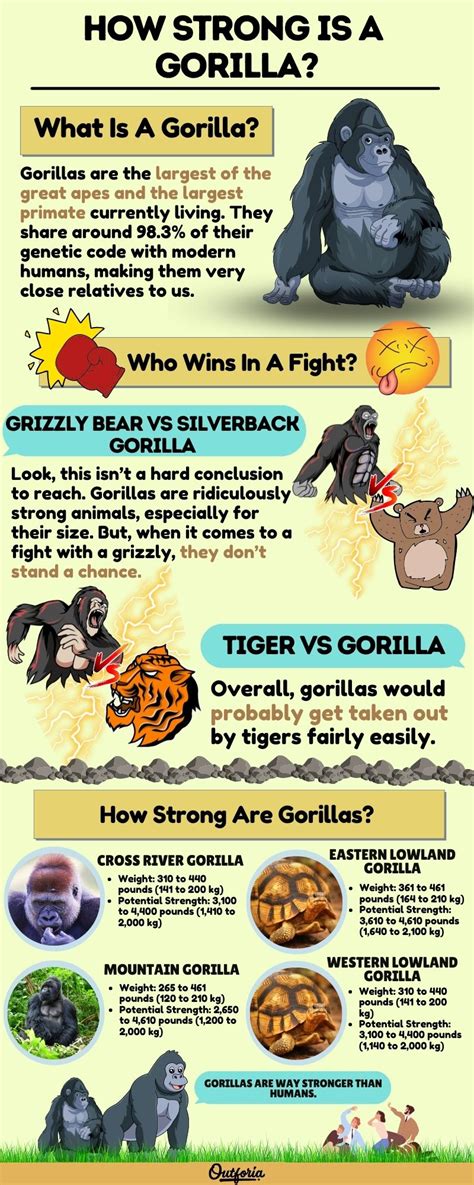 how strong is a silverback gorilla punch