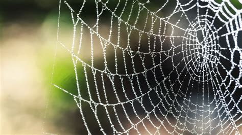 how strong is a spider web