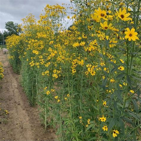 how tall does coreopsis get
