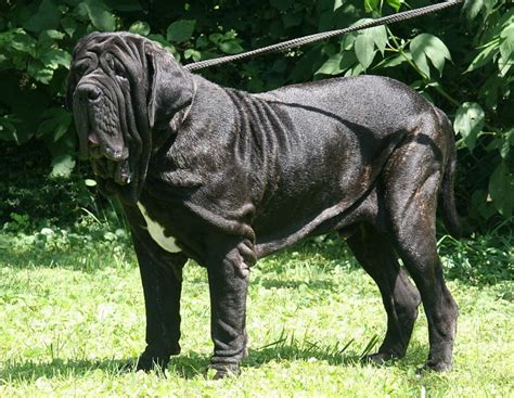 how tall is a mastiff