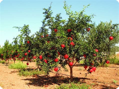 how tall is a pomegranate tree