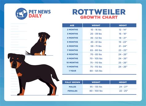 how tall is a rottweiler