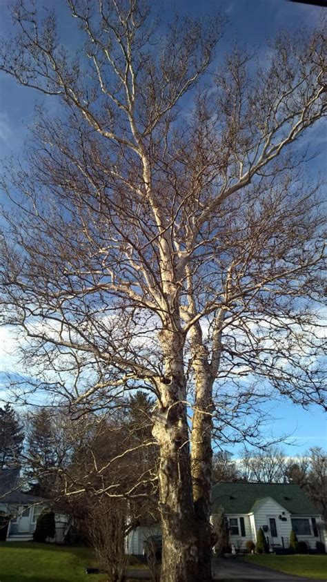 how tall is a sycamore tree