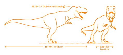 how tall is a trex