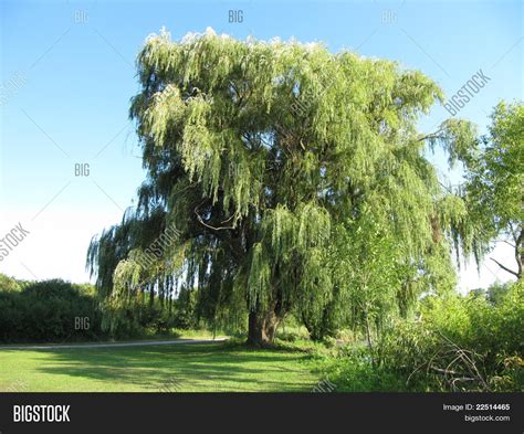 how tall is a willow tree