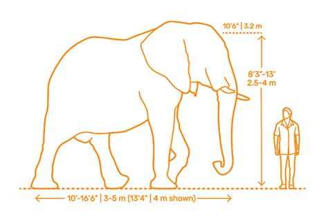how tall is an average elephant