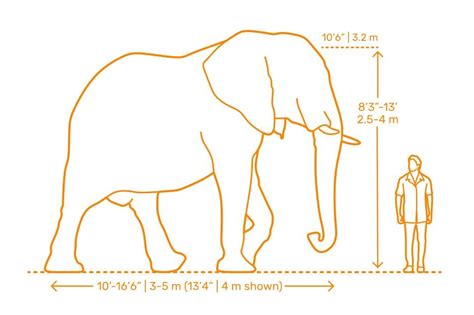 how tall is an elephant in meters