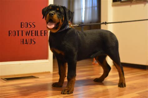 how big is a rottweiler