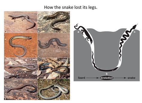 How The Snake Lost Its Legs Curious Tales From The Frontier Of Evo Devo
