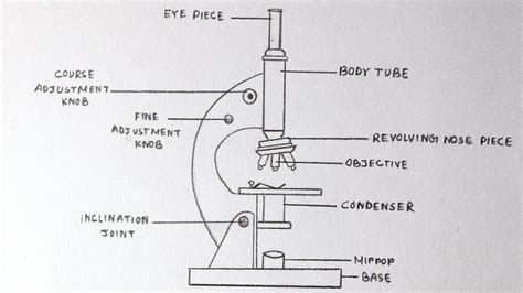 how to Draw Compound Microscope Diagram, Drawing Compound Microscope