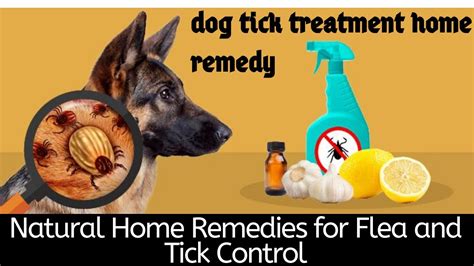 How to Apply Flea and Tick Treatment to Dog