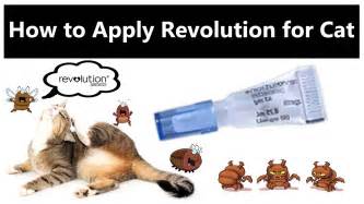 how to apply revolution for cats
