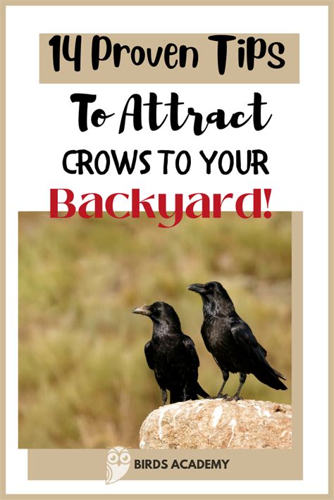 how to attract crows in yard